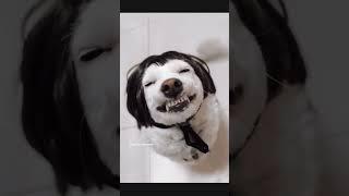 When your dog steals the wig...and your sanity! #Funnydogs #Viralpets #Animalcomedy