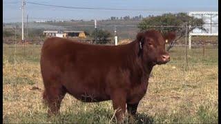 Subasta Bonanza Angus: Lote 1