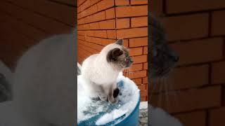 My cat climbed onto the barrel and raised both paws-they were freezing. Look #cat #climber #shorts