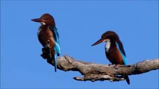 Birds of Yala National Park, Sri Lanka