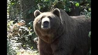 Abraham Powell's Fatal Grizzly Bear Attack