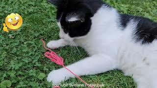 Funniest Cats! How does the cat play? The cat plays with threads! Get yourself in the mood! Animals