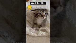 Funny Kitten Reaction when tickled 