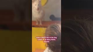Koko went to the dog cafe #toodlers #Koko #KidsVideo #DogCafe #CutePuppies #KokoAdventures #usa