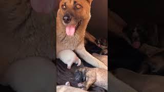 Newborn Puppies Snuggling with Mom: Barking and Sleeping Moments #Puppy #Puppies #shorts