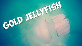  NiGHT. JELYFISH 4.0. GOLD, SILVER, COIN. Underwater Metal Detecting.