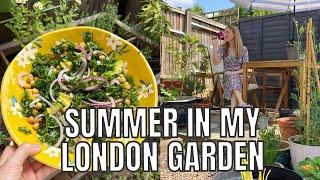 CLEARING UP THE MESSY CORNER / MY SMALL LONDON GARDEN