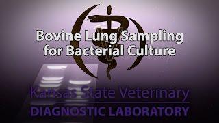 Bovine Lung Sampling for Bacterial Culture