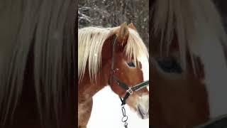 Первые морозы -9️ #2024 #music #красота #лошади #horse #новыйгод #зима2025 #beats #снег #мороз