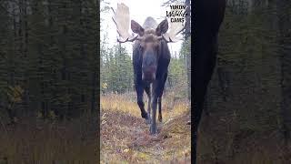 Yukon wildlife: Wolf, moose, wolverine, lynx
