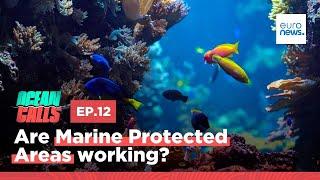 Are Marine Protected Areas working? | Ocean Calls Podcast EP12