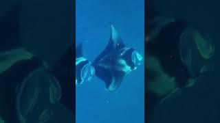 French Polynesia 2025 Manta Rays