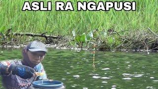 UMPAN KU JADI REBUTAN !! MANCING NILA LIAR || CAMPURAN LUMUT