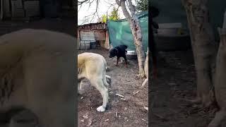 Kangal vs Rottweiler ️ #kangal #vs #rottweiler #dog