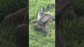 Iguanas in Guayaquil Ecuador are so majestic