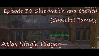 Atlas Single Player Episode 38 Observation and Ostrich Chocobo Taming