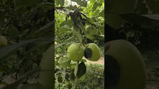 Anna Apple #fruit #apple #homegarden #shotrs #satisfying