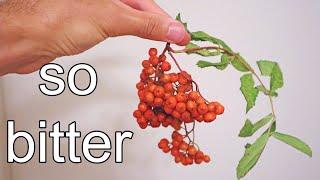 ROWAN BERRIES : Can I Make This Bitter Berry Taste GOOD? - Weird Fruit Explorer