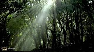 4K Dark Forest Sounds. Relaxation, White noise, meditation and study concentration sounds.