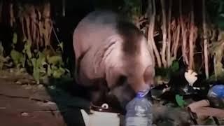 Нападение медведя. Россия. Лето и Осень 2020 \ Bears attack-2. Russia. Summer and Autumn 2020.