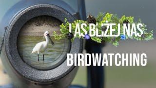 Las bliżej nas - Birdwatching czyli ptasie obserwacje