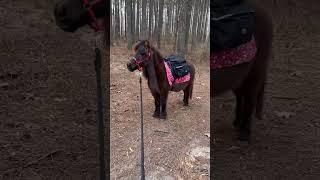 Brave Mini Horse Calls Out For Friends! #minihorse #hikingadventures #miniaturehorse #packhorse