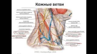 Шейное сплетение: формирование, ветви, области иннервации