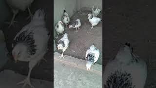 Unbeatable Light Sussex heritage/ Backbone of Fancy poultry.