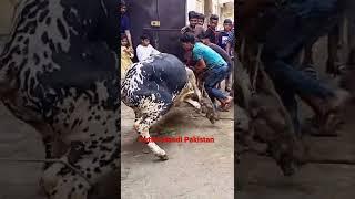Anari Qasai | Qurbani 2022 | Cattle Mandi Pakistan