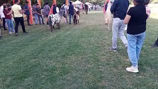 Arbiyan horse At Jodhpur marwari horse show 2023