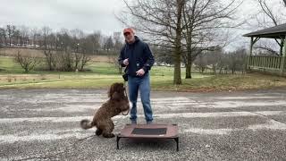 “Buoy” Portuguese Water Dog