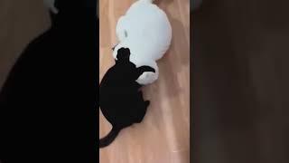 Cute and Funny Compilation Cats Video  #kittens #viral #youtubeshorts