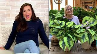 Barbara King 4-pc Variegated Frances Williams Hosta Live Plants on QVC