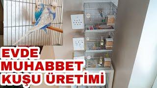 Evde Muhabbet Kuşu Üretiminin Artı ve Eksileri