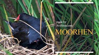 Moorhen [Marsh Hens]