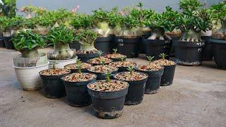 How to make adenium arabicum plump and fat. Short branched. Desert rose bonsai.