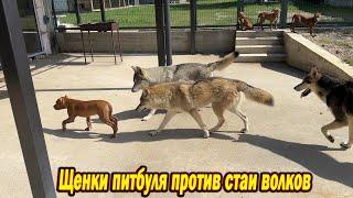 Отпустил стаю Волков и щенков Питбулей вместе ВПЕРВЫЕ  ! Что из этого вышло !??!