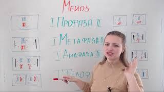 Митоз и мейоз. Решение задач на хромосомный набор клеток.