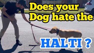 Does your dog hate the Halti? Try this!