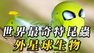 全世界最奇特的10種另類昆蟲，它堪比子彈！第壹名竟是外星人化身！#animals #野生动物 #科普 #野生生物 #野生動物 #动物 #涨知识