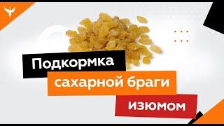 Подкормка сахарной браги изюмом