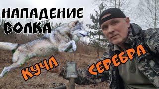 Эквинокс 800. Нападение волка и куча серебра.Коп 2019