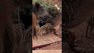 The Wild Boar Came Back to Visit Him—with Her Babies!#wildboar #shorts #animals #love