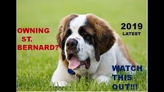 SAINT BERNARD FACTS | Adopting Tips | Full Detail