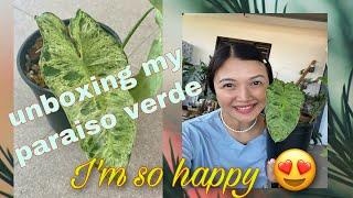 Unboxing my Wishlist Plant / Philodendron Paraiso Verde