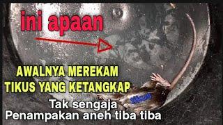 gak sengaja penampakan gambar gambar aneh ketika menangkap tikus|Bantuin sarjana