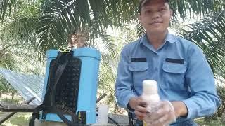 Racun Anai-Anai (Fipronil) Jenama Regent Keluaran Meyer [Serangan Anai-Anai pada Pokok Sawit]