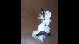 Голуби Русские Статные шикарный экземпляр(Russian Stately pigeons are a gorgeous specimen)