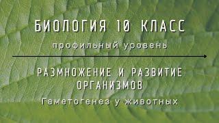 Биология 10 кл Проф уровень §41 Гаметогенез у животных