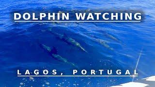 Dolphin Watching - Lagos, Portugal